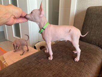 Peruwiański Pies bezwłosy - OSTATNI WOLNY PIES - 9