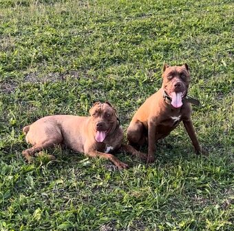 Szczeniaki Bandogi s rodokmenom VIP BANDOG KENNELS - 9