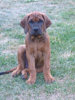 Tosa inu - szczenięta s PP - 9