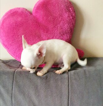 Chihuahua śliczne białe pieski - 9