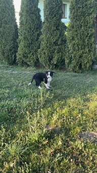 Piesek Border Collie - 9