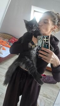 Maine coon - 9