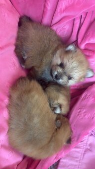 Pomeranian Miniaturowy - 9