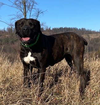 Boerboel FCI rodowod - 9