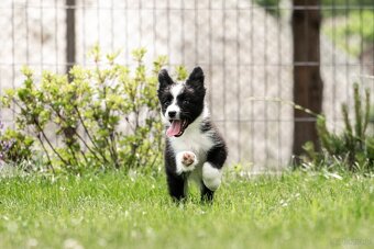 Border collie suczka czarno-biała ZKwP FCI z metryki szczeni - 9