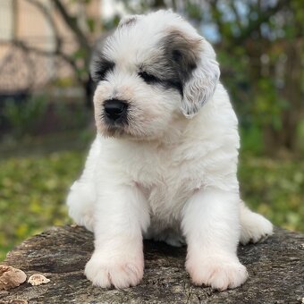 Owczarek Rumuński Mioritic Szczenięta - 9