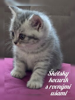 Kocięta szkockie (Scottish) - 9