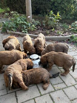 Briard szczeniak suczki - 9