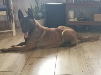 Owczarek Belgijski Malinois Szczeniak - 9