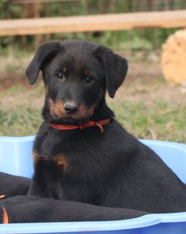 Beauceron z rodowodem FCI - 9