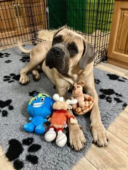 Cane Corso z rodowodem FCI - 9