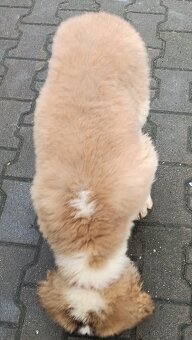 Bernardyn FCI szczeniak dziewczynka - 9