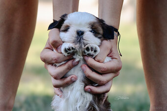 Shih tzu - 9
