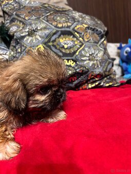 Szczeniaczki Shih Tzu - 9