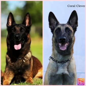 Owczarek belgijski z rodowodem FCI - 9