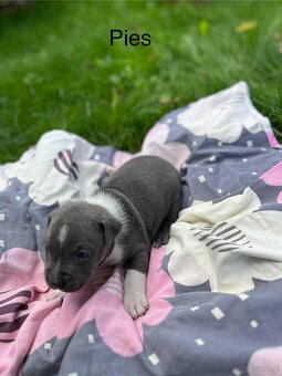 Masywne szczeniaki amstaff - 9