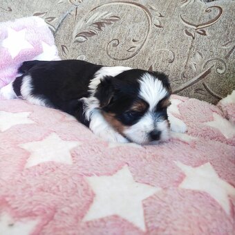 Yorkshire Terrier Biewer - 9