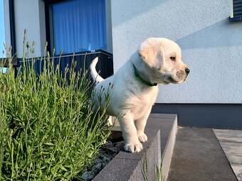 Szczeniaczki Labrador retriever - 9