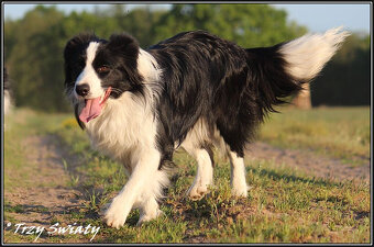 psy szczeniaki Border Collie ZKwP FCI - 9