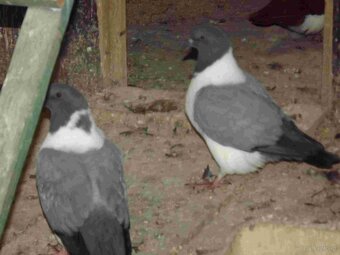 sprzedam gołębie - 9