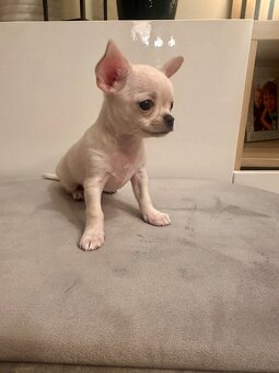 Szczeniaki rasy chihuahua 7tyg - 9
