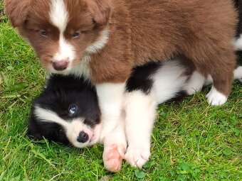 Szczenięta Border Collie ZKwP FCI - 9
