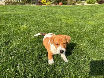Szczeniaki jack russell terrier suczki i piesek - 9