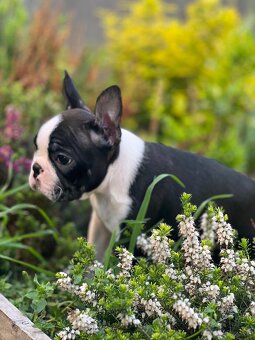 Boston Terrier - 9