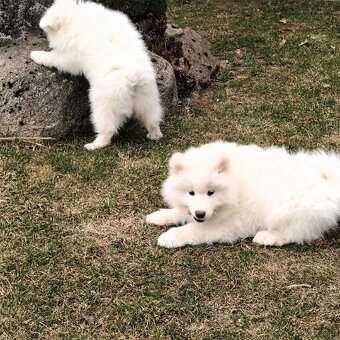 SAMOJED szczenięta - 9
