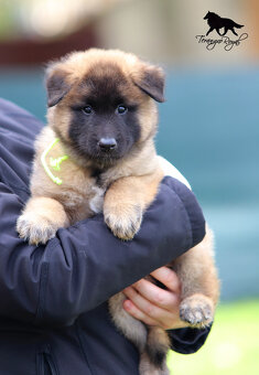 Owczarek belgijski Tervueren - szczenięta z rodowodem - 9
