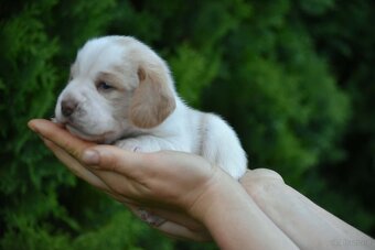 Beagle  s PP (FCI) - 9