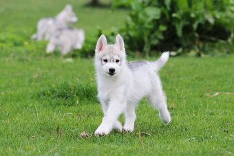 Siberian Husky ZKwP - 9