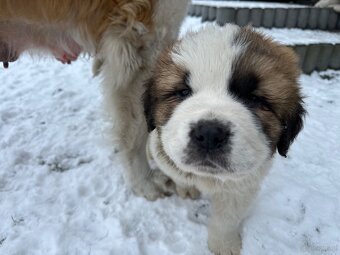 Bernardyn szczeniaki - 9