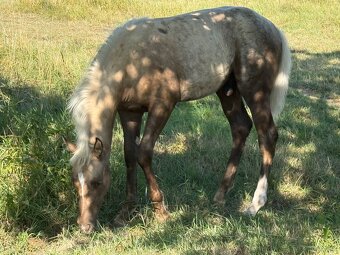 Qh - 9