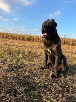 Szczeniaki Bandogi s rodokmenom VIP BANDOG KENNELS - 9